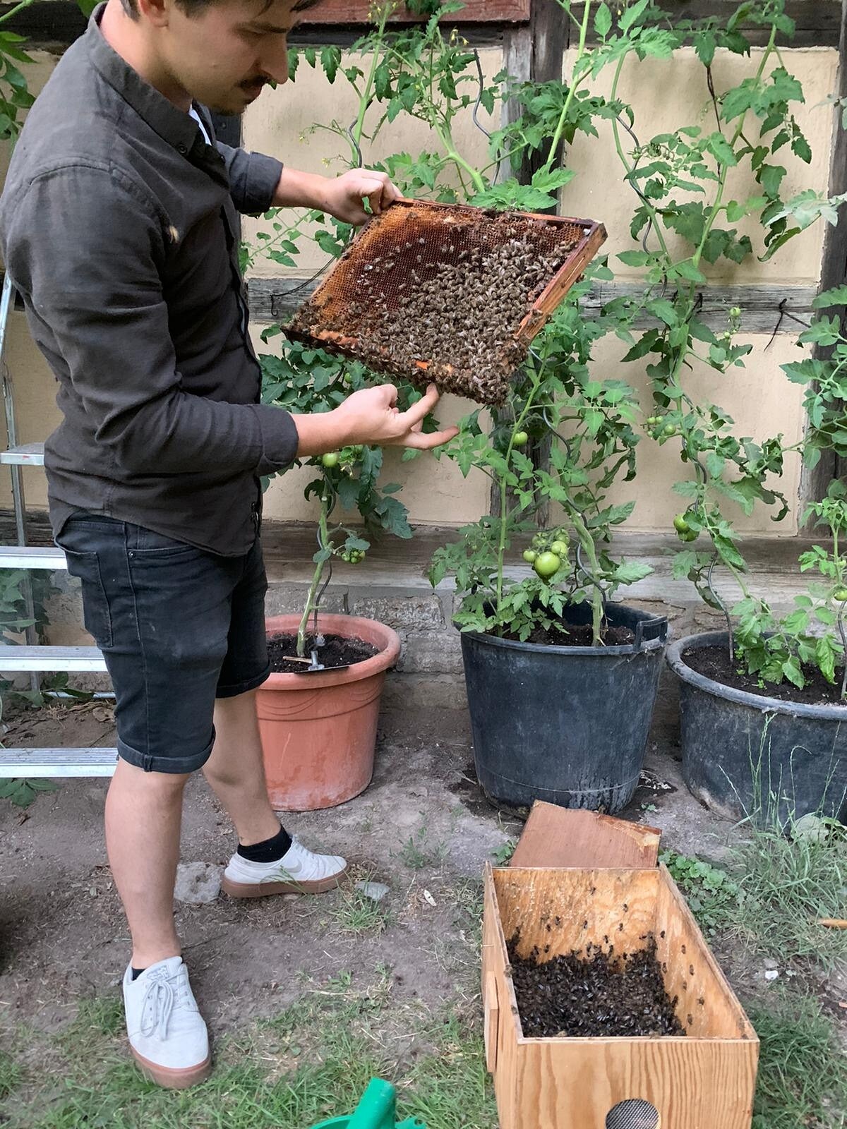 31+ frisch Bild Bienenschwarm Im Garten / Bienenschwarm im