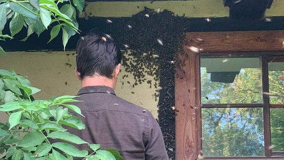 Ein Mann steht vor einem Bienenschwarm an einer Fachwerk-Wand
