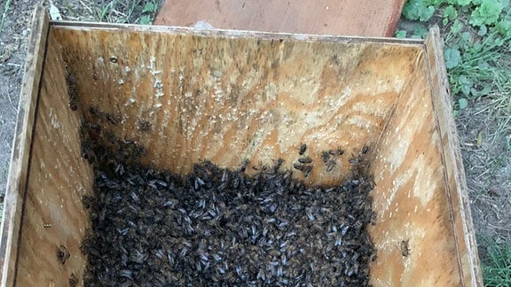 Viele Honigbienen in einer Kiste