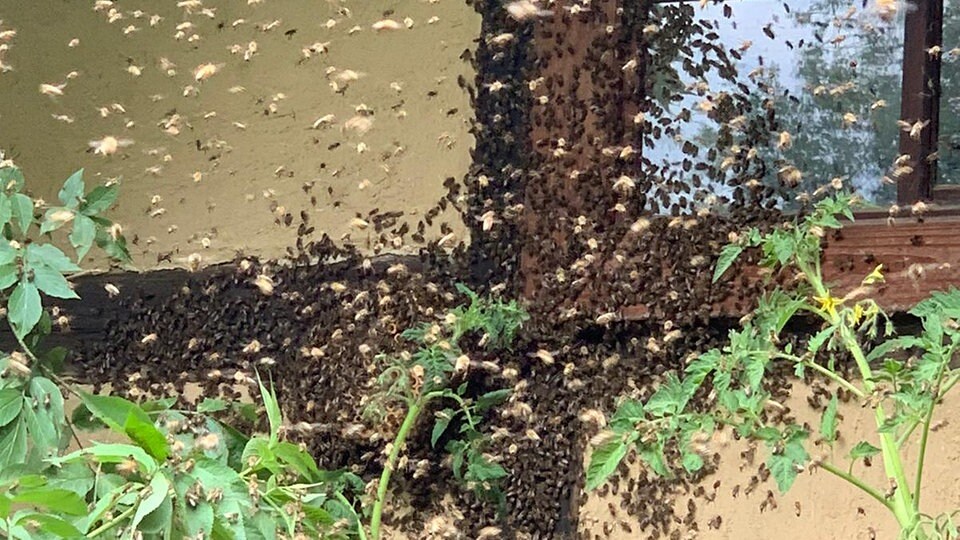 Was tun, wenn ein Bienenschwarm im Garten einzieht? MDR.DE