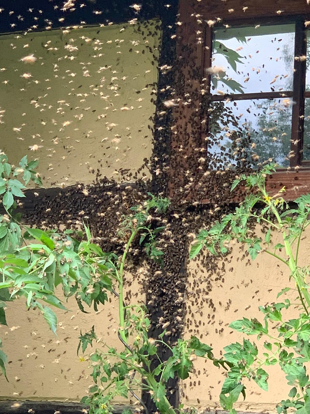 Was tun, wenn ein Bienenschwarm im Garten einzieht? MDR.DE