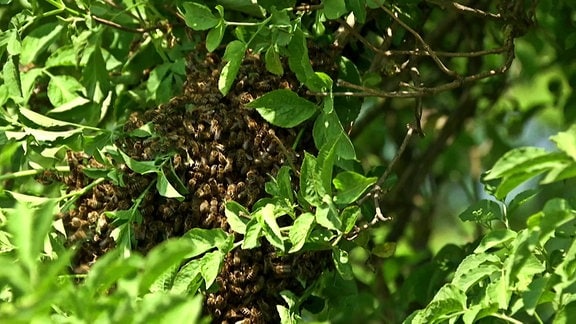 Bienenschwarm in einer Baumkrone