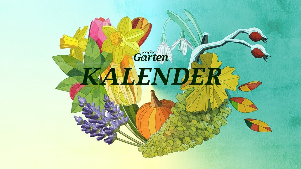 Der MDR Gartenkalender Gartentipps fürs ganze Jahr MDR.DE