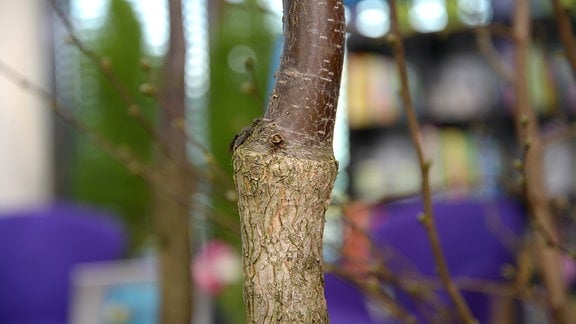 Stamm eines veredelten Haselnussbaums. Der Untere Teil des Stammes hat eine grobere, hellere Oberfläche als der obere Teil des Stammes.