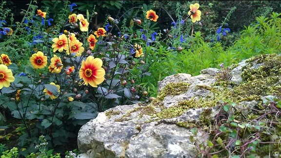 Gelbe und blaue Blüten