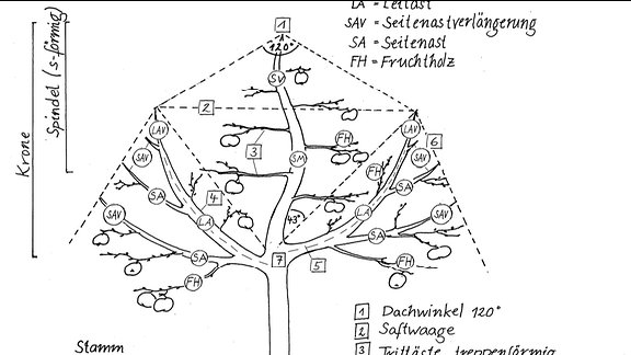 Schema eines Erhaltungsschnitts bei Obstbäumen in der Seitansicht