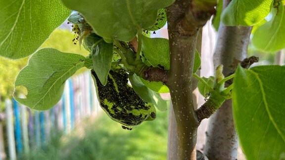 Schwarze Blattläuse an der Unterseite eines Birnenbaumblattes
