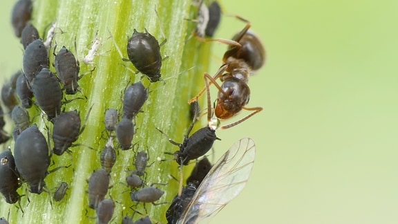 Eine Ameise melkt Blattläuse.