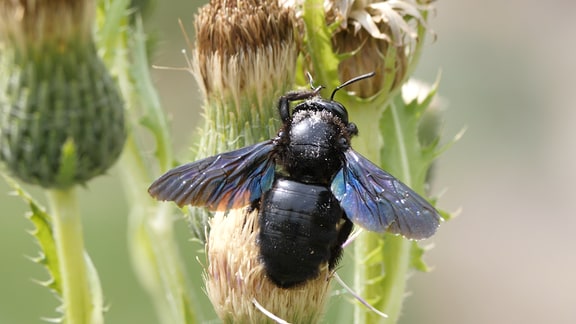 Eine Blauschwarze Holzbiene sitzt auf einer Distel.
