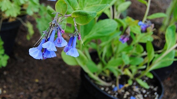 Blauglöckchen mit länglichen, blau-violetten Blüten und grünen, ovalen Blättern im Topf