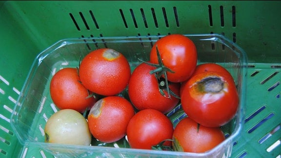 Eine Plastikschale mit Tomaten, die jeweils an der Unterseite kreisrunde, grün-graue Fäulnisstellen haben