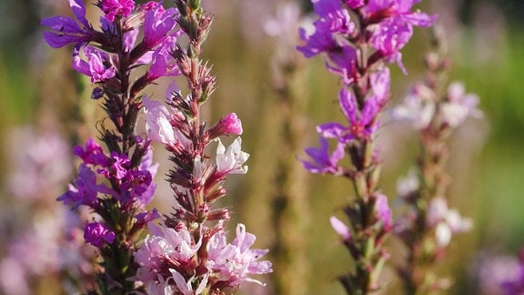 Lythrum salicaria Pink Tails