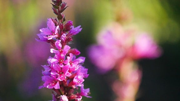 Lythrum virgatum Helene