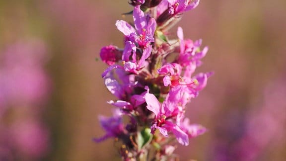 Lythrum salicaria Zigeunerblut