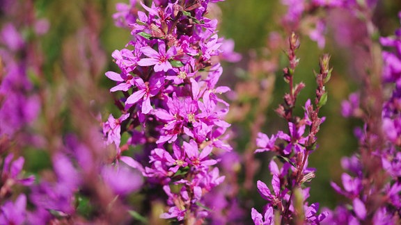 Lythrum virgatum Dropmore Scarlet