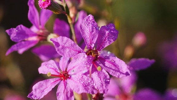 Lythrum salicaria Robin