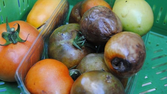 Plastikschale mit bräunlichen, faulenden Tomaten