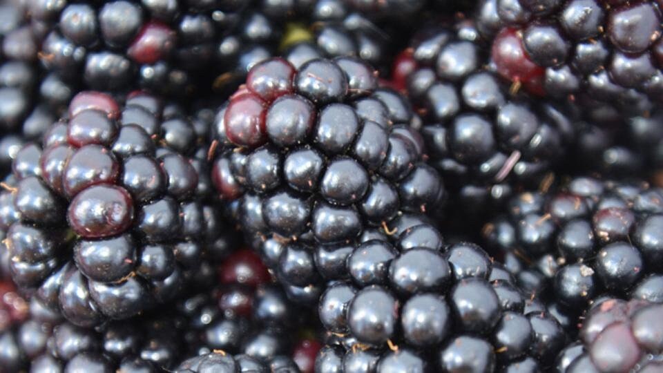 Brombeeren anbauen und pflegen MDR.DE