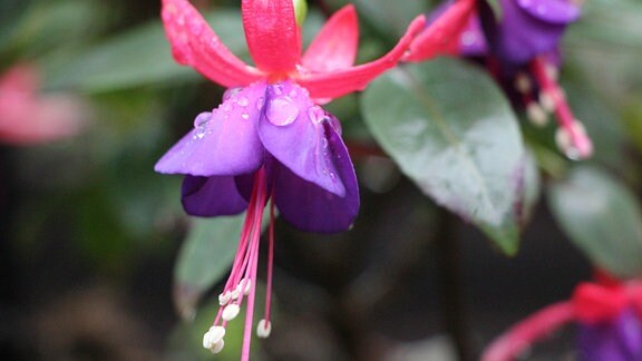 Große pink-lilafarbene Fuchsienblüte