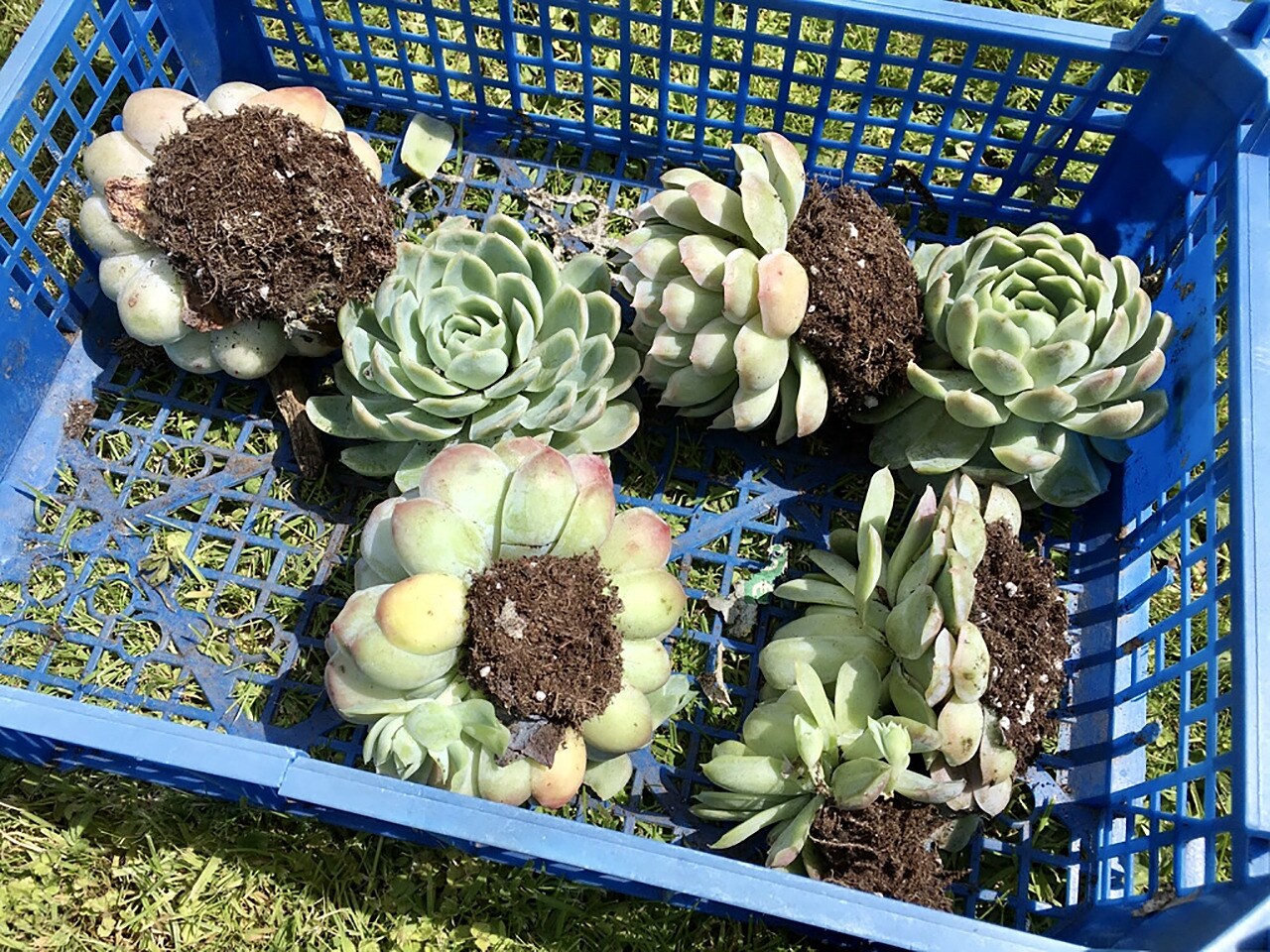 Schlosspark Altenstein Wie ein Teppichbeet entsteht MDR.DE