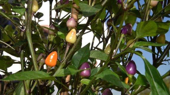 An einem Strauch wachsen viele winzig kleine Chilischoten in gelb, lila und orange.  