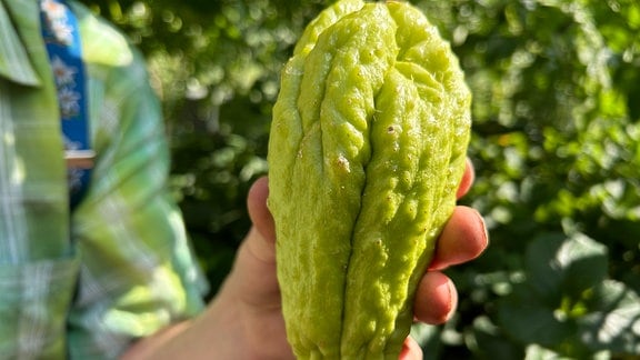 Grüne, birnenförmige Frucht mit Stacheln.