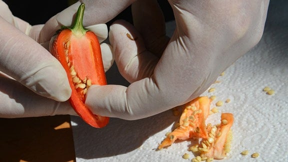 Hände mit Handschuhen pulen aus einer aufgeschnittenen Chilischote die Samenkörner heraus.  