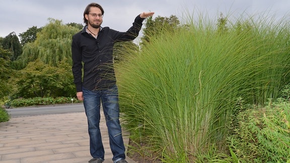 Gräserexperte Daniel Zugwurst steht neben mannshohem Chinaschilf