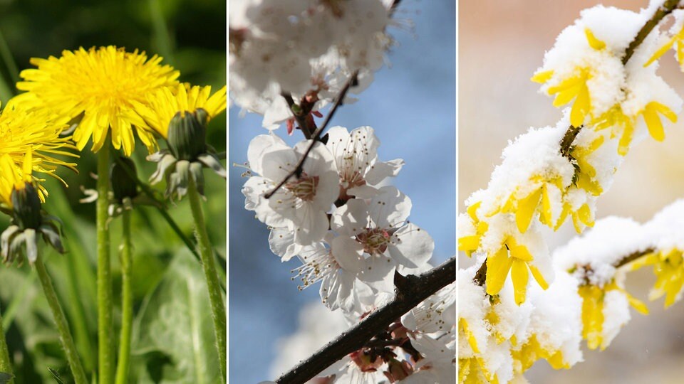 Erstfrühling Was ab März im Garten zu tun ist MDR.DE