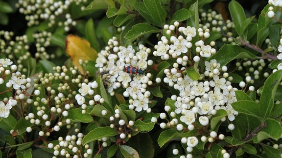 weiße Blüten der Cotoneaster