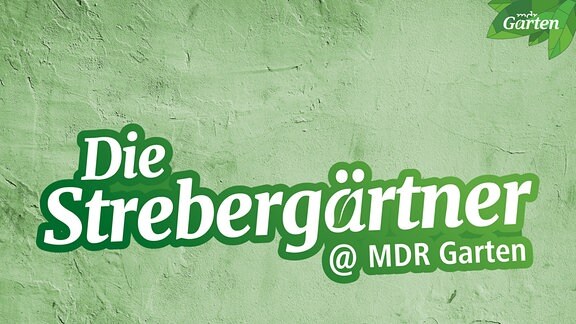 Auf einer grünen Wand steht der Schriftzug 'Die Strebergärtner @MDR Garten'