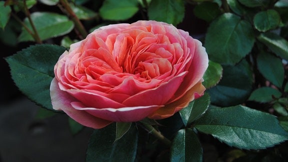 Hellrot blühende Rose der Sorte 'Chippendale' 
