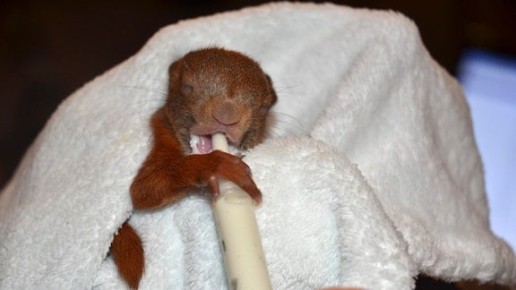 Eichhörnchenbaby bekommt Milch aus der Spritze  