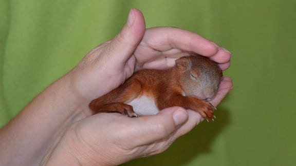 schlafendes Eichhörnchen in einer Hand  