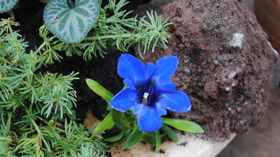 Eine kleine Blume mit blauer, kelchförmiger Blüte in einem Topf, in dem auch ein Stein liegt und weitere Pflanzen wachsen 