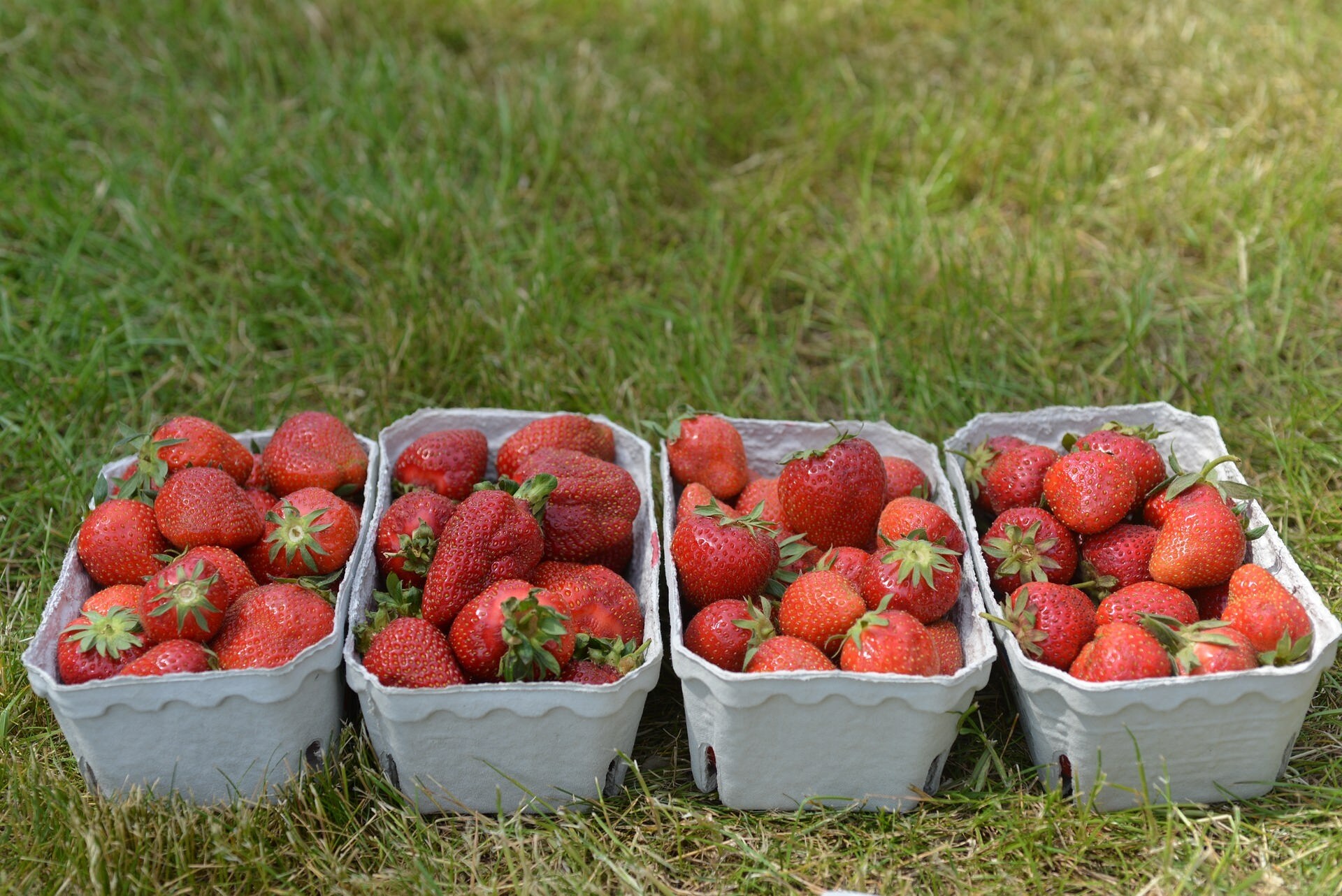 Erdbeeren: Empfehlenswerte Sorten vorgestellt | MDR.DE