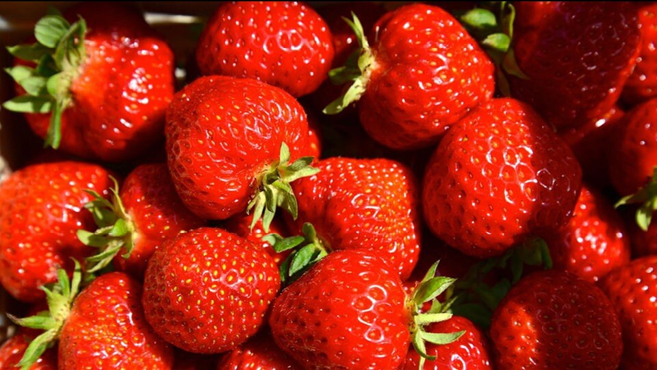 Erdbeeren selber anbauen Standort, Pflege, Sorten MDR.DE