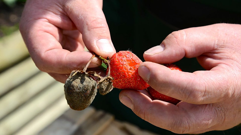 Erdbeeren Pilzkrankheiten und Mangelerscheinungen erkennen und