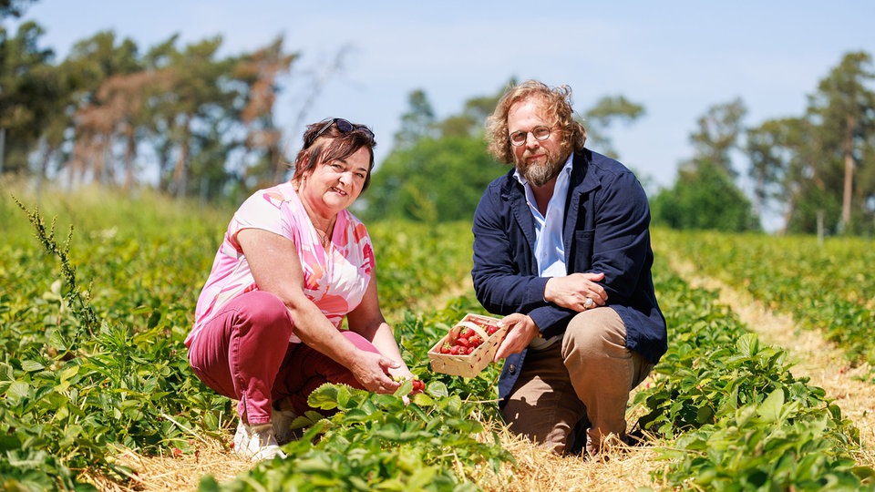 Erdbeeren im Freiland anbauen | MDR.DE