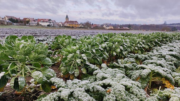 Rosenkohl und Grünkohl im Winter