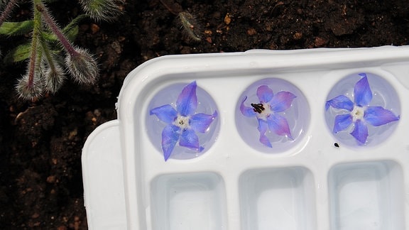 Hellblaue, zarte Blüten liegen in einer mit Wasser gefüllten Form zur Herstellung von Eiswürfeln.