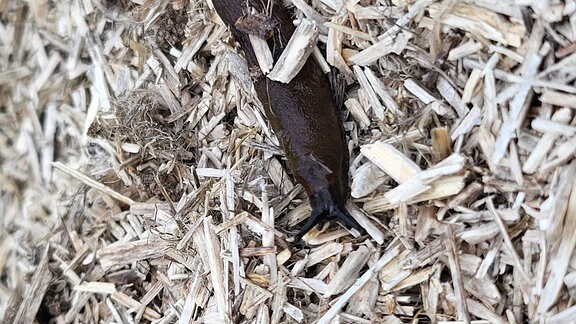 Nacktschnecke auf Hanffasern