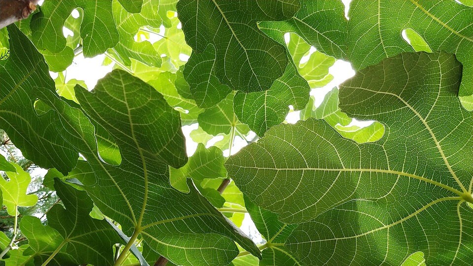 Wein, Feigen und trockenheitsresistente Pflanzen MDR.DE