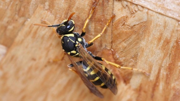 Haus-Feldwespe (Polistes dominula)