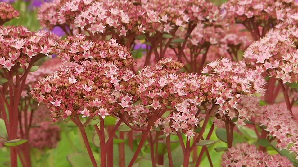 Fette Henne verschönert das Herbstbeet MDR.DE