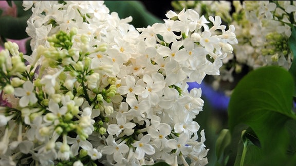 Weiß blühende Flieder-Blütenrispe