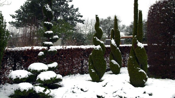 Mit Schnee bedeckte Formgehölze (in Form geschnittene Bäume und Sträucher)