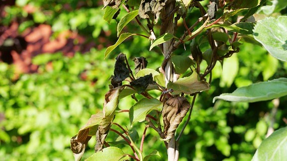 Erfrorene Triebe an Kiwi nach Frost