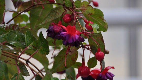 pink-lilafarbene Fuchsienblüte