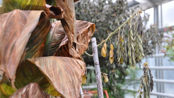 Frostgeschädigte Canna, im Hintergrund lässt die ebenfalls frotgeschädigte Cassia ihre Blätter hängen